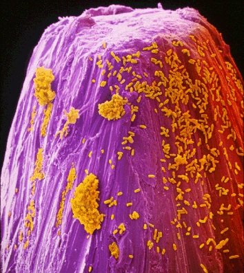 Bacteria Pin