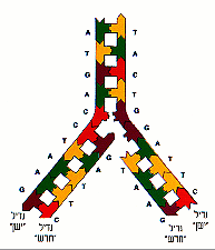 DNA replication