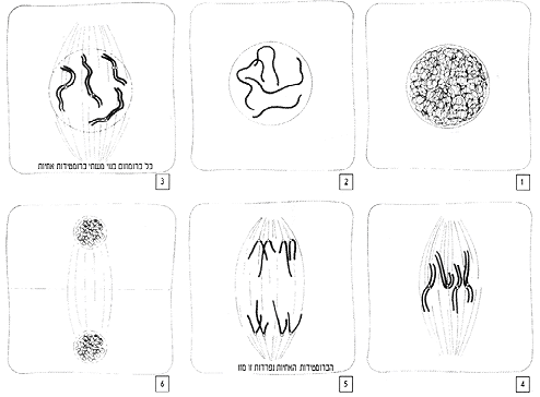 mitosis