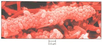 teeth bacteria