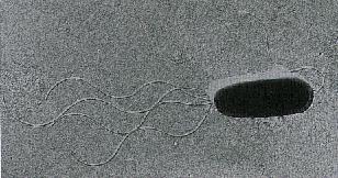 flagella